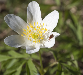 特写美丽完美的白木海葵花，带小甲虫的银莲花，有选择的焦点，散景，春天的花卉背景