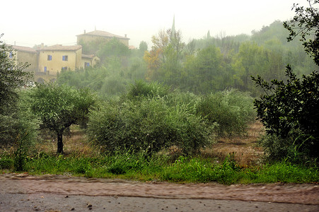 橄榄树上的雨
