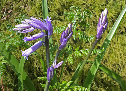 阳光照射的绿色背景中紫色野生英国蓝铃花的特写