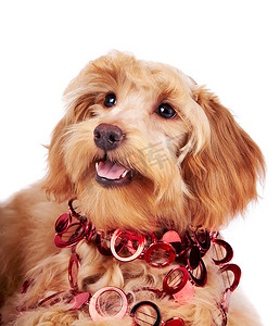 装饰狗与红色装饰品的肖像