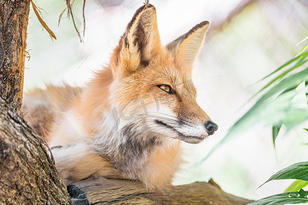 一只野生红狐狸 Vulpes vulpes 在树上的美丽特写