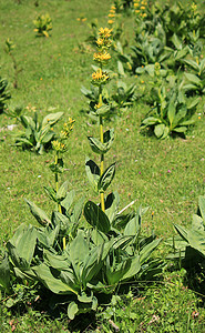 大黄色龙胆花