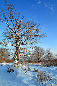 树林间摄影照片_大橡树在树林间的雪中
