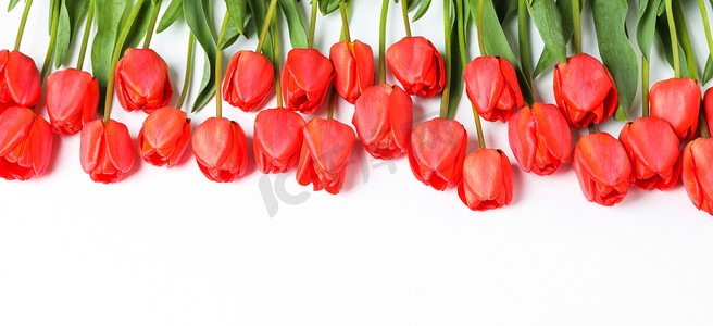 许多美丽的红色郁金香，白色背景上有绿叶，文字空间