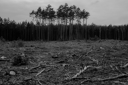 吹毁林木摄影照片_工业毁林和伐木。