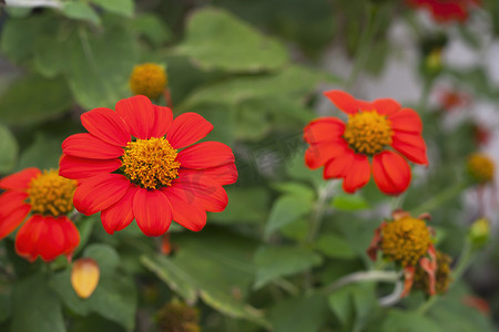 红色单层花瓣大丽花