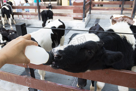 可爱奶瓶摄影照片_人工喂养奶瓶的小奶牛