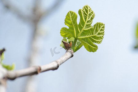 Platanus acerifolia（梧桐树）的小绿叶