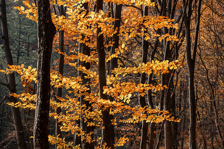 枫树林背景摄影照片_朦胧的秋林
