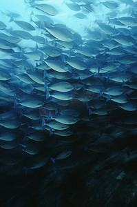 Raja Ampat Indonesia Pacific Ocean School of elongate surgeonfish (Acanthurus mata) 以浮游生物为食