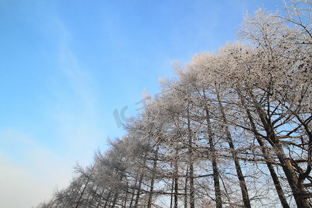 东北雪摄影照片_雪场