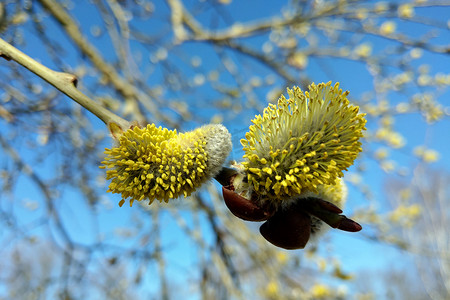 黄色褪色柳芽特写镜头在春天开花。