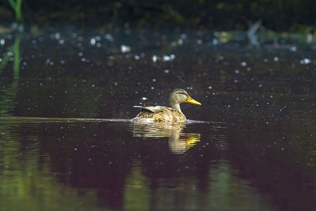 飞行中的小鸟摄影照片_大自然中水面上的一只小鸟