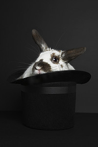 戴着礼帽的兔子在黑色背景中被隔离