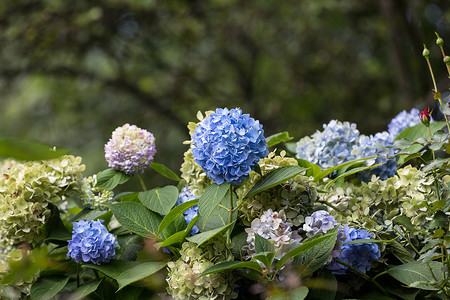 许多花摄影照片_生长在庭院里的许多蓝色八仙花属花