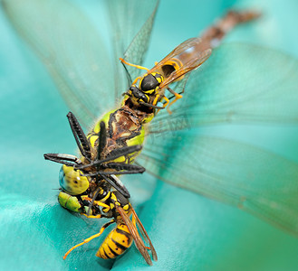 黄蜂吃蜻蜓 II