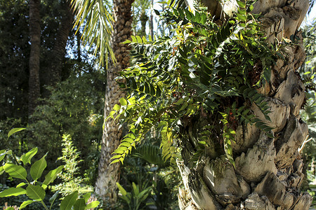 花园里棕榈树干上长着美丽的蕨叶 — Cyrtomium Falcatum