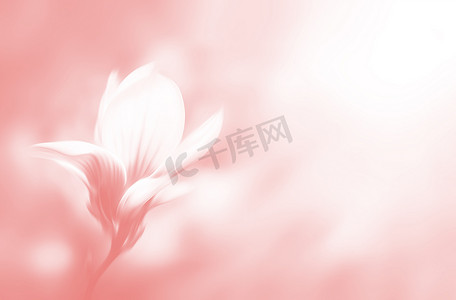 春天盛开的玉兰花的柔焦图像。