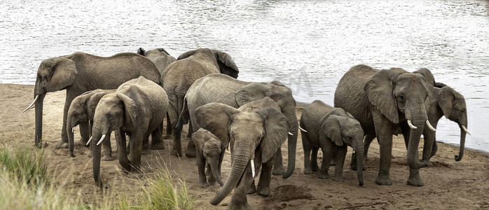 马赛马拉摄影照片_一群非洲丛林大象表现出防御行为