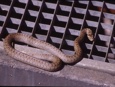 死光摄影照片_光滑的蛇在光井里晒太阳