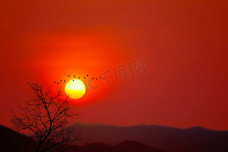 深红天山中美丽的日落背影鸟儿飞翔干树