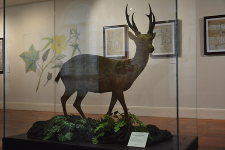 马尼拉棕鹿国家自然历史博物馆，Philipp