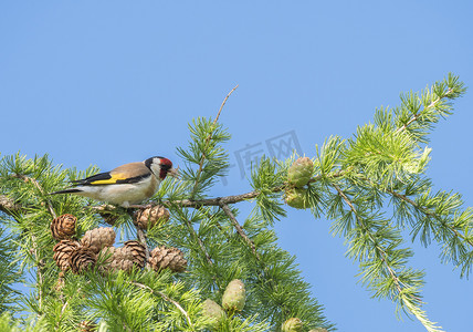 特写雄性欧洲金翅雀 Carduelis carduelis 坐在落叶松树的树枝上，啄食锥形种子。