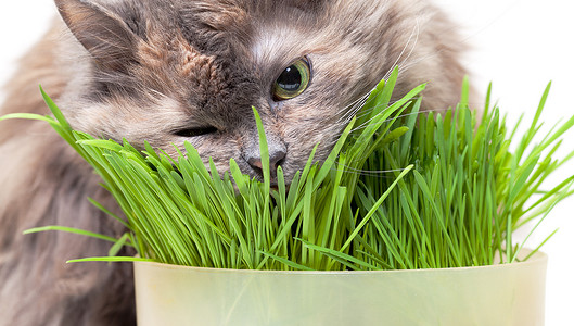 一只吃新鲜草的宠物猫