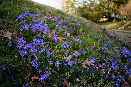 蓝紫色花摄影照片_草坪上的一小片蓝紫色小花