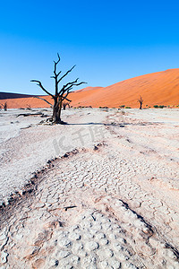 干锅摄影照片_死骆驼刺树在 Deadvlei 干锅与开裂的土壤在纳米布沙漠红色沙丘，Sossusvlei，纳米比亚，非洲中部