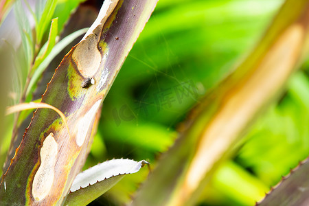 凤梨汁汁摄影照片_凤梨叶上的小蜘蛛、蜘蛛网和蜥蜴粪便，特写和宏观拍摄，选择性聚焦，抽象图形设计