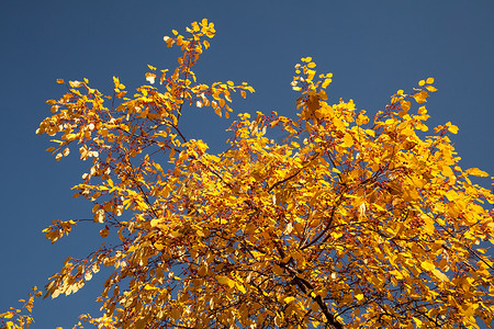 来世摄影照片_秋天的树叶颜色爆裂