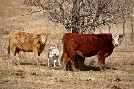 母牛和小牛在春天牧场
