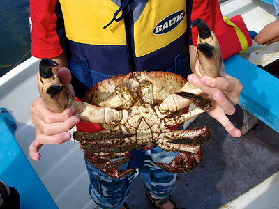 斯堪的纳维亚生活方式 - 有一只大螃蟹