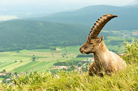 绿色暖色调摄影照片_暖色调的高山山羊，背景为群山