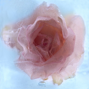 冰冻的粉色玫瑰花
