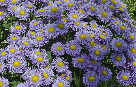 翠菊摄影照片_五颜六色的紫色高山翠菊、Astra Verghinas 或雏菊花在 Drujba 区的花园里绽放