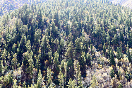 绿山水摄影照片_喜马拉雅山山顶绿松树林冠层的鸟瞰图。