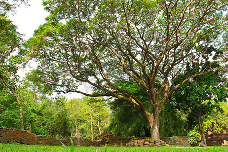 绿化景观摄影照片_园林绿化与大树