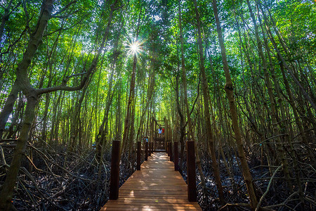 竹景观摄影照片_泰国尖竹汶府森林红树林中的桥木步行方式。