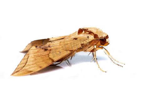 孤立在白色背景上的棕色蛾 (Ambulyx Iiturata) 的图像。