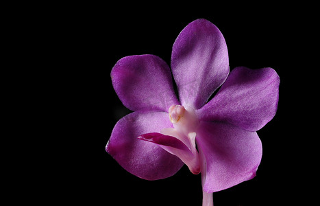 在黑背景的明亮的紫色兰花花