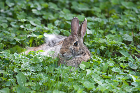 棕色的兔兔耳朵摄影照片_杰克兔