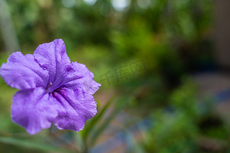 开花摄影照片_紫色 Ruellia Tuberosa 花开花在春天花园背景