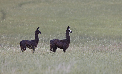 大羊驼摄影照片_在萨斯喀彻温省领域的羊驼