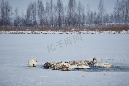 一群天鹅在冬天的冰湖上因寒冷而结冰