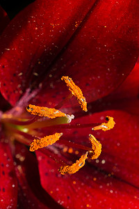 盛开的百合花摄影照片_在近景中绽放美丽的百合花
