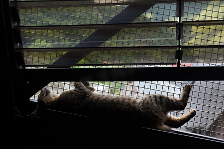 猫免费摄影照片_猫仰卧在桥上的剪影。