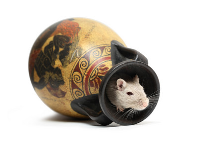 老鼠上灯台摄影照片_老鼠在花瓶里