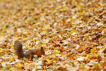 松鼠摄影照片_秋天森林里的松鼠